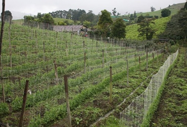 La entidad realiza jornadas con productores para promover la producción ecológica de alimentos. Foto: ICA. Producción ecológica - ICA