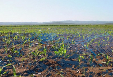 Con los biofertilizantes líquidos se fortalecerá la nutrición de especies vegetales lo cual redundará en una mayor productividad del sector agrícola. Foto: CONtexto Ganadero. Biofertilizantes para cultivos