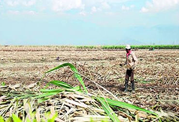 La idea es solucionar un problema real de la agroindustria a través de desarrollos creativos. Foto: Agencia - UNal. Secador solar de cultivos