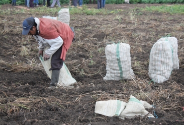 Fedepapa convoca a participar en el curso sobre el sistema productivo del sector y las implicaciones del cambio climático en la producción. Foto: Fedepapa. Cultivo papa