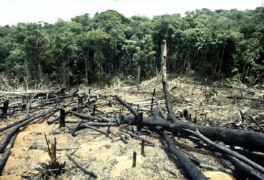 Reino Unido dona USD$24'000.000 para detener la deforestación en Colombia. Foto: Archivo. Reino Unido dona USD$24'000.000 para detener la deforestación en Colombia. Foto: Archivo.