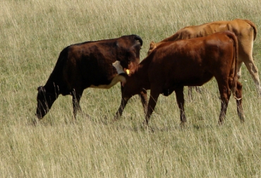En áreas de producción pecuaria, el ganado consume aproximadamente el 40% del forraje disponible, quitando así muchos de los desperdicios de plantas. Foto: CONtexto Ganadero Ganado ayuda a combatir la deforestación