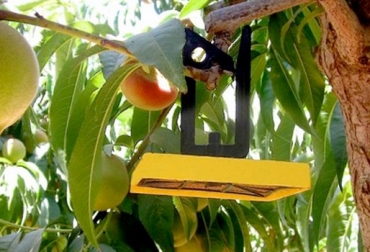 El invento se usa en países como Túnez, Turquía, Irak, Jordania y Arabia Saudí. Foto: Cortesía. Erradicar moscas de las frutas