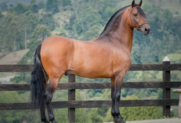 El objetivo es recopilar una serie de señales con significado universal y elaborar una base de datos, a modo de diccionario. Foto: Cortesía. lenguaje de los caballos