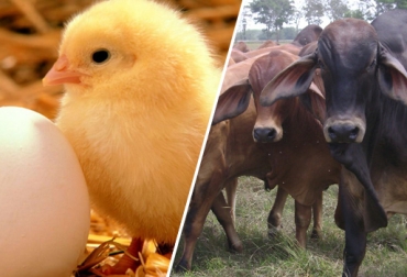 La carne bovina colombiana también se comercializa en Angola, Egipto, Perú y Rusia. Foto: CONtexto ganadero. Exportaciones agropecuarias