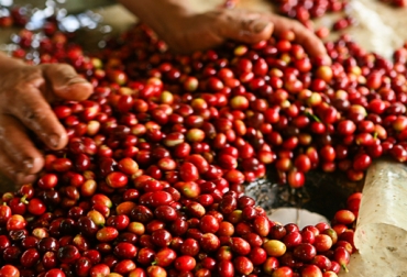 En el mes de abril se registraron 730 denuncias, actualmente la cifra está en 1.200. Foto: Fedecafé. producción café colombia