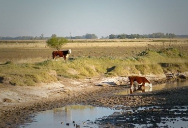 La falta de agua en los predios bovinos, genera la mortandad de animales en estas épocas. Foto: Ombian.com.ar. Fenómeno de El Niño