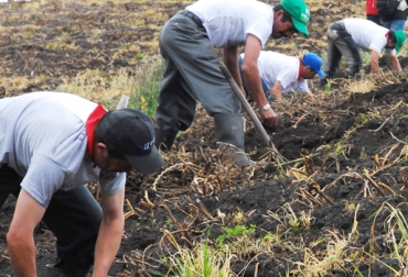 Para proteger su cultivo, recuerde asegurar su producción. Foto: Fedepapa. producción papa