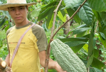 La efectividad del tratamiento dependerá de la rotación de los mecanismos de acción y de los principios activos de cada compuesto químico. Foto: lamontanita-caqueta.gov.co Cultivo cacao