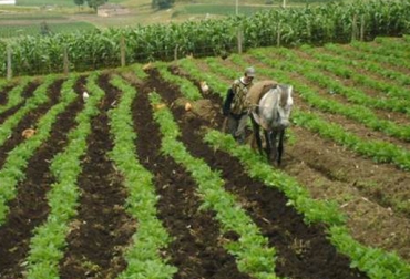 De ser aprobado el proyecto de ley, cerca de 100 mil familias se verán beneficiadas. Foto: MinAgricultura. producción de papa Colombia