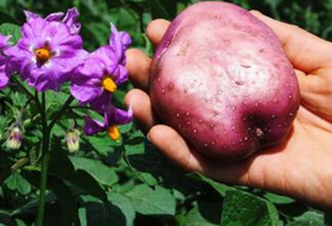 Con esta Ley más de 100 mil familias se verán beneficiadas. Foto: Fedepapa. Cultivo de papa Colombia