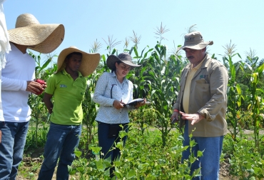 Corpoica se convierte en un referente fundamental que lidera y apoya las investigaciones que se adelantan frente a condiciones extremas clima?ticas en diferentes cultivos del pai?s. Foto: Corpoica. frijol en el caribe colombiano