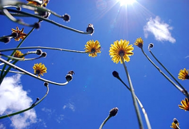 Un modelo computacional permitió identificar que las células fotosintéticas son un sistema abierto que constantemente intercambia materia y energía. Foto: Agencia de noticias UNal Fotosíntesis y energías renovables