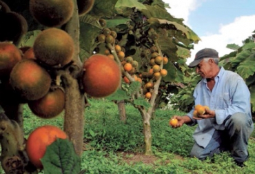 Asohofrucol continúa desarrollando iniciativas para promover el desarrollo de los productores de frutas y hortalizas. Foto: Asohofrucol. Cultivo de lulo