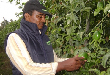 Esta iniciativa se da gracias a la inversión de $3.000 millones del Fondo Nacional Hortifrutícola. Foto: ICA. Conglomerados frutícolas Colombia