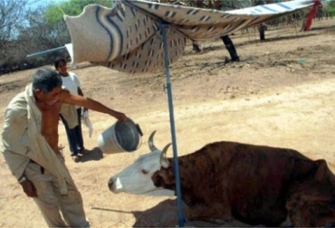 Los ganaderos intentan de todas las maneras mantener vivos a sus animales. Foto: CONtexto Ganadero. Verano afecta a ganaderos