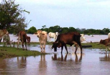 El Instituto espera prevenir al sector agropecuario de los fenómenos climáticos. Foto: CONtexto Ganadero. inundaciones en colombia