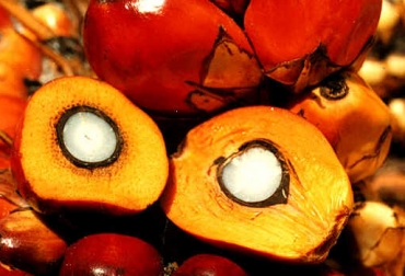 La corteza final de la 'tenera' permite dar un 30% más de aceite por fruto. Foto: CONtexto ganadero. Genoma palma de aceite