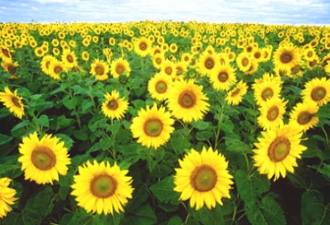 El desarrollo de IAL-CONICET consistió en separar un gen que hace que el girasol pueda tolerar el estrés hídrico y aplicarlo a otras plantas. Foto: Cortesía - Todoagro.com.ar Cultivos transgénicos aumentarán producción