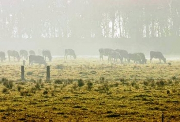 El sector lácteo preocupado por la disminución en la producción por culpa del clima. Foto: Ideam. Efectos negativos en la producción de lácteos por las heladas.