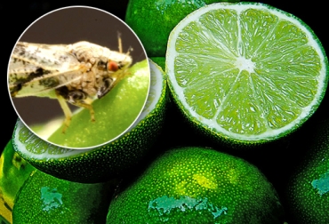 La enfermedad aún no está presente en Colombia, el peligro está en el vector transmisor ‘Diaphorina citri’. Foto: CONtexto ganadero. HLB cítricos bacteria
