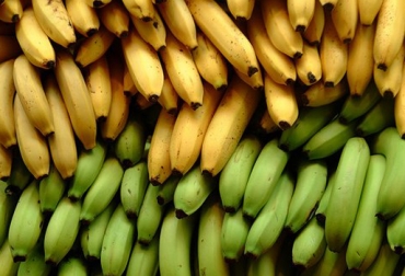 Varias enfermedades atacan cultivos de banano y plátano en el Valle del Cauca. Foto: CONtexto ganadero. Producción de banano Colombia