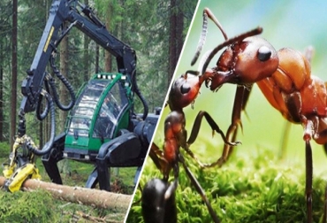 Un grupo de investigadores provenientes de EE.UU. y España vienen desarrollando estudios que buscan crear un espejo de la naturaleza copiando soluciones para problemas fundamentales. Imagen: CONtexto Ganadero. Biomimética tecnología