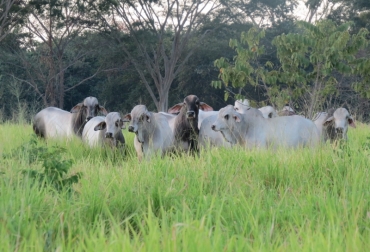 Entre otras acciones destacadas, se desarrolla un plan de mejoramiento genético de razas criollas bovinas. Foto: Cortesía. Razas criollas Colombia