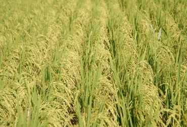 El agricultor recibirá el 100% del beneficio y la industria el 50% del arroz comprado en la cosecha. Foto: CONtextro ganadero. Incentivo al Almacenamiento de Arroz