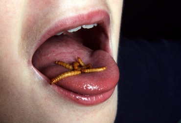 Una mujer degusta gusanos criados especialmente en Francia el 27 de diciembre de 2012. Foto: Remy Gabalda insectos hambre fao
