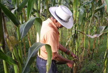 Producción de maíz blanco y amarillo en 2010 pasó de 948 mil toneladas a un millón 560 mil en 2013. Foto: CONtexto ganadero. Producción de maíz Colombia