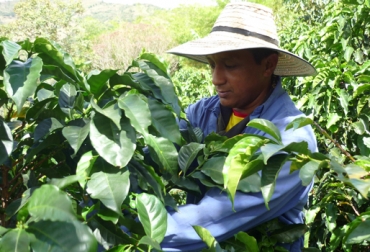 Por fraude al PIC hay un desfase de $65 mil millones. Foto: Fedecafé. producción café Colombia