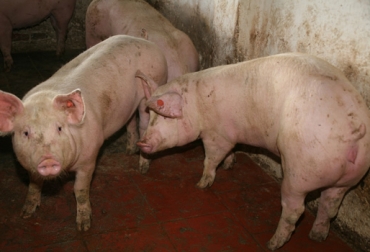 De acuerdo con Asoporcicultores, el contrabando ha disminuido entre un 50% y 60% en zonas de frontera. Foto: ICA. Cerdos