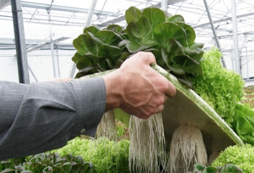 La producción de hortalizas en sistemas flotantes permite optimizar espacio y mejorar la calidad del producto Foto: Cortesía - Cambiaelplaneta.com. sistemas flotantes para cultivos