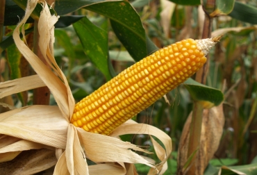El maíz es uno de los productos genéticamente modificados, que se ha extendido en mayor volumen en el país. Foto: Agro-Bio. Maíz transgénico
