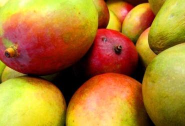 Se recomienda consumir 50 gramos de mango verde todos los días para disminuir los niveles de azúcar en la sangre. Foto: CONtexto ganadero. consumo de mango