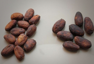 Estos materiales son resistentes a enfermedades como monilia y tienen un 50% de más productividad. Foto: ICA. Cacao colombiano