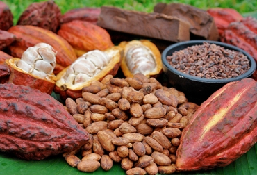 El desarrollo de las nuevas variedades tuvo lugar lugar en Santander y Arauca. Foto: Cortesía. nuevas variedades de cacao