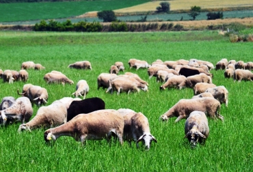 Con este proyecto, se limitará la utilización de máquinas y herbicidas en los campos agropecuarios. Foto: Archivo. En un tiempo se pondrá en marcha en otros lugares del país.