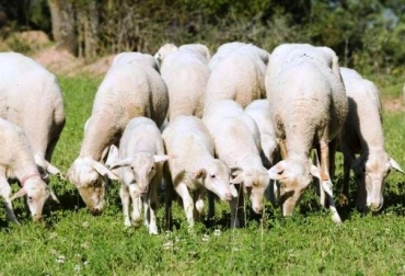 En La Guajira es donde más se produce y consume cabra según un estudio del ICA. Foto: CONtexto Ganadero. La producción de oveja y cabra incrementa en el país desde 2006