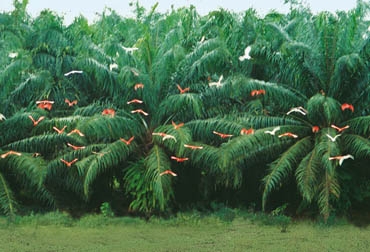 La palma de aceite está presente en la vida cotidiana de los colombianos./Foto:Archivo La palma de aceite está presente en la vida cotidiana de los colombianos./Foto:Archivo