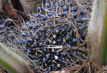 Con el uso de polen aumenta el número de frutos en híbridos de palma de aceite. Foto: Unimedios. palma aceite