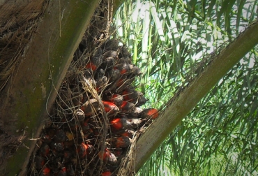 Según Fedepalma, erradicar las 27 mil hectáreas cuesta $40 mil millones. Foto: CONtexto ganadero. Cultivo palma de aceite