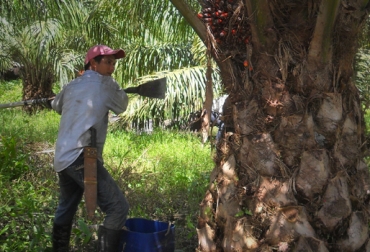 Según Fedepalma mientras que los países de Asia tienen rendimientos por encima de 4 toneladas por hectárea año, en Colombia apenas hay 3,1. Foto: Fedepalma. competitividad en colombia