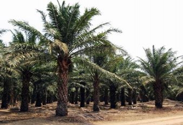 Un 40% de producción de aceite de palma se dirige para el creciente mercado local de biodiésel. Foto: Cortesía SENA Palma de aceite.