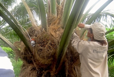 Hay 838 hectáreas que inician su etapa productiva, sin los apoyos se perderá el esfuerzo en el proceso de renovación de palma. Foto: Fedepalma. Cultivo de palma de aceite Colombia