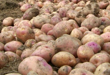 Una de las recomendaciones es el uso de la semilla sana y certificada, que garantiza que está libre de plagas. Foto: ICA. papa colombia