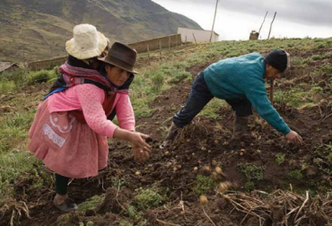 Aunque ya se están vendiendo 600 toneladas de papa, la meta es llegar a las 1.000. Foto: Fedepapa. Paperos colombiamos