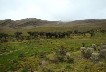 El IGAC encontró graves impactos en estas áreas frágiles, asociadas a quemas a cielo abierto, agricultura artesanal, pastoreo y hasta caza ilegal de especies silvestres. Foto: Prensa. páramos en colombia