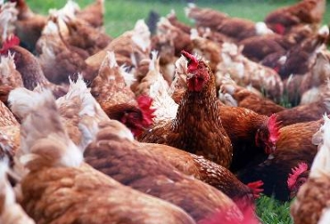 El consumo de pasto incrementa la coloración de las yemas. Foto: Agencia de Noticias UN. Pastoreo de gallinas